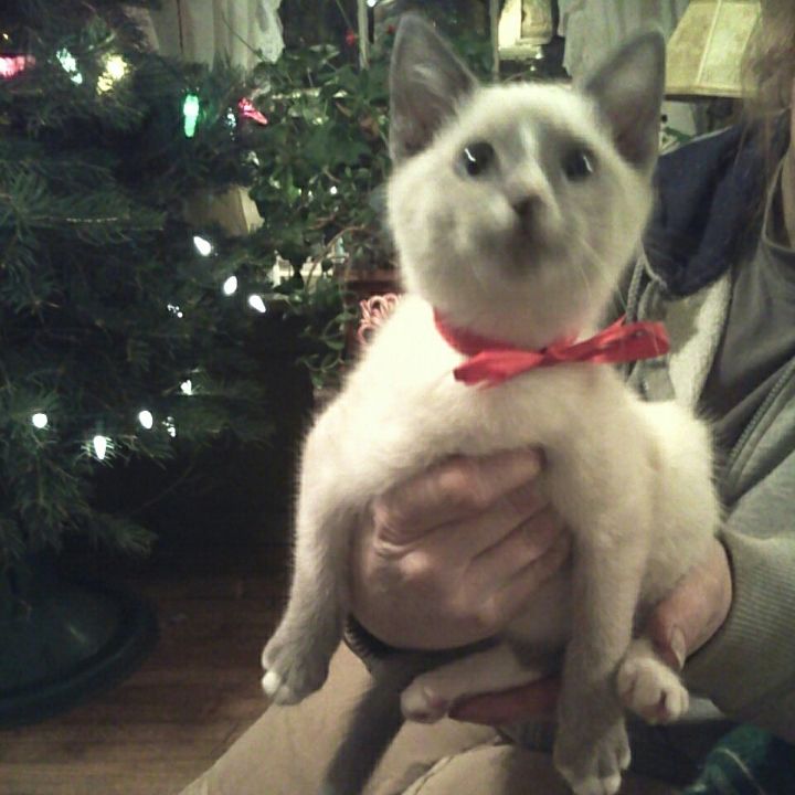 goodnovel comment avatar