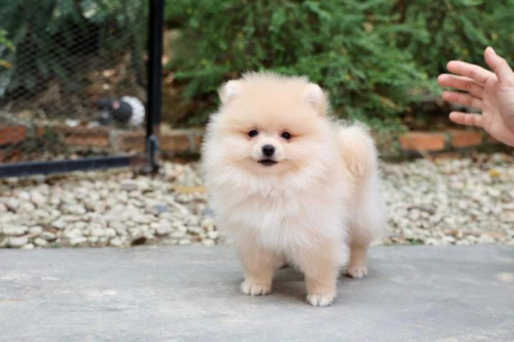 goodnovel comment avatar