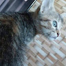goodnovel comment avatar