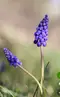 Cohleen1229