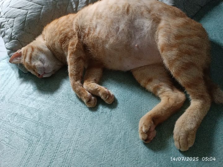 goodnovel comment avatar