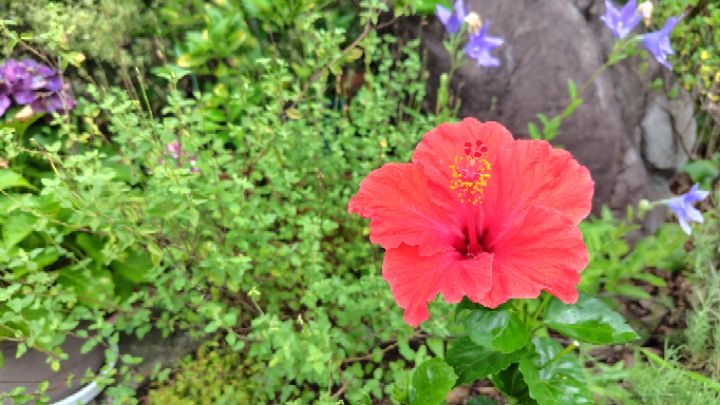 goodnovel comment avatar