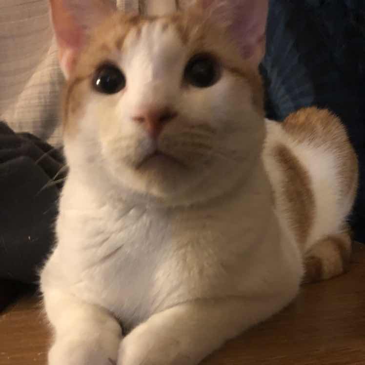 goodnovel comment avatar