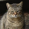 goodnovel comment avatar