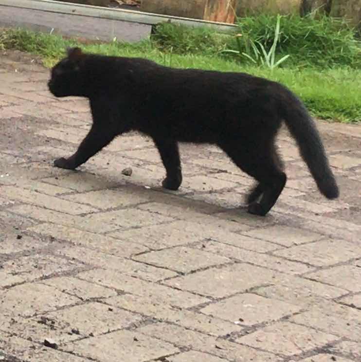 goodnovel comment avatar