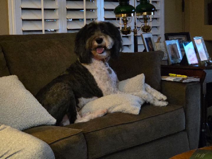 goodnovel comment avatar