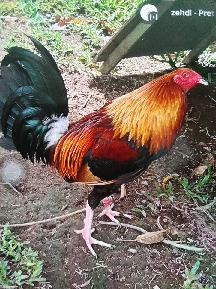 goodnovel comment avatar